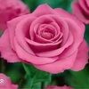 merose10